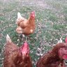 Thecluckman