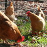 FisherFamFarm