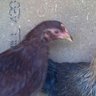lubird