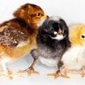 BluebellChicken