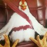hsvchick