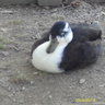 DuckCrazy10