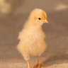 garden chick