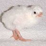 BethRI