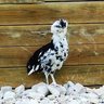 Chickencluck