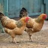 GuyChicken