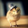 what a chick