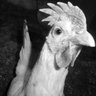 oddcluck