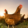 HobbyFarmChicks