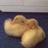 comealongponds