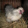silkies802