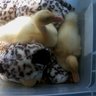 Meliduck