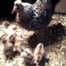 Hens An Babys
