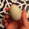 aly uovo