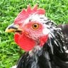 FarmerJessie