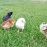 UrbanPHXChicks