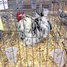 Willpoultry123