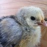 dalmatchicken