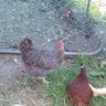 Menas Chickens