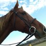 Horse Lover