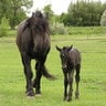 Percheron chick