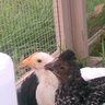 3Chicks3Kids