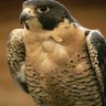 EsthersFalcon