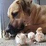 ChrisSmithChick