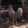 Lumbychick