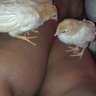 chickenmama55