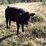 FARMER DON