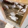 ClubChickenMed