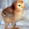 MNChickensgirl