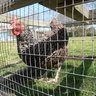 Pluckley John