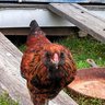 new2EEchickens
