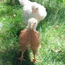 chicks in NH