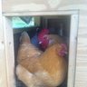 FlockBavaner
