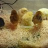 CPChix