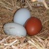 Homesqool Eggs