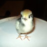youngchicken5