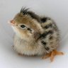 bobwhitecute