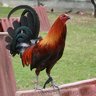 rooster239