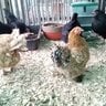British chicks