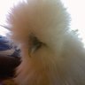chickilove