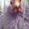 ewa bird show