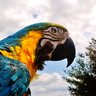 parrotmama