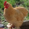 BANTAM LUV