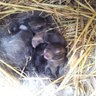 somebunnytolove