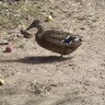 katiebducks