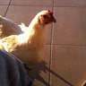 Chicky2013